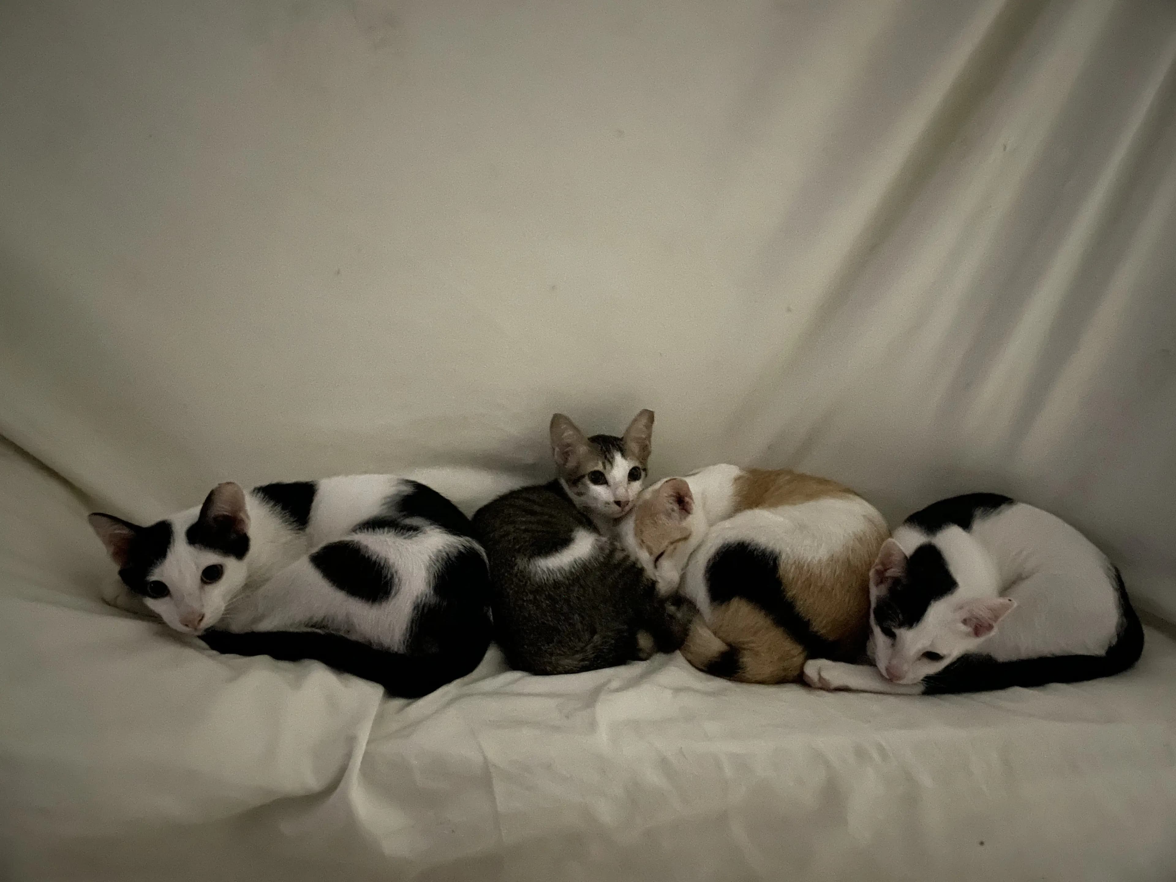 Celestial Ruin & Family