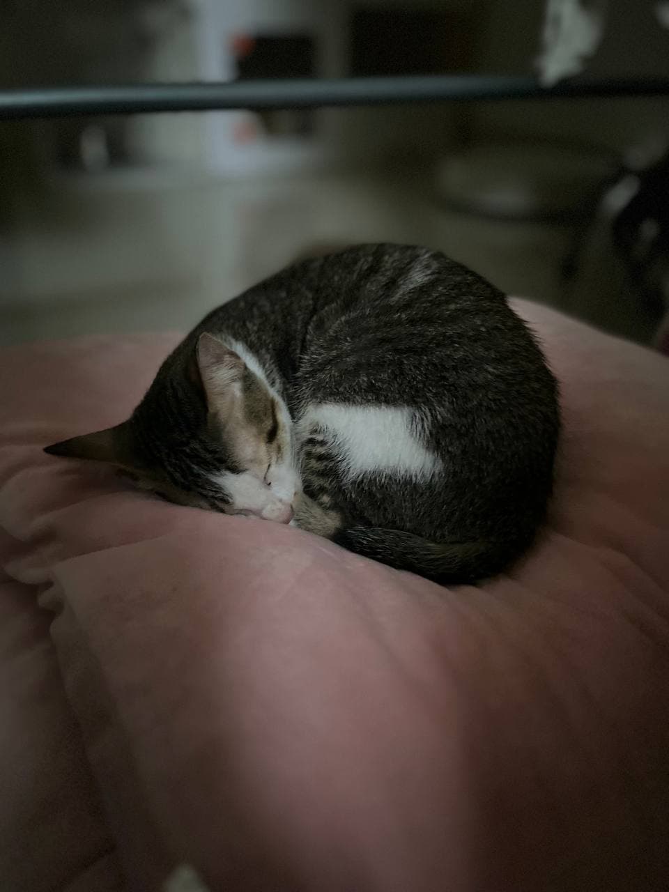 Cookie