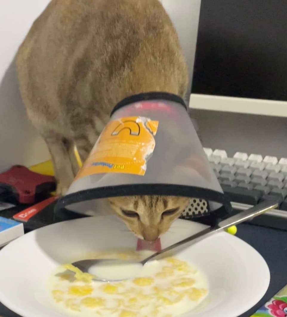 Mama Cat
