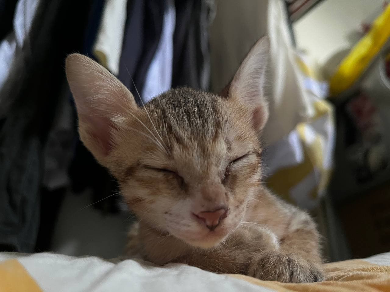Foster cat #1