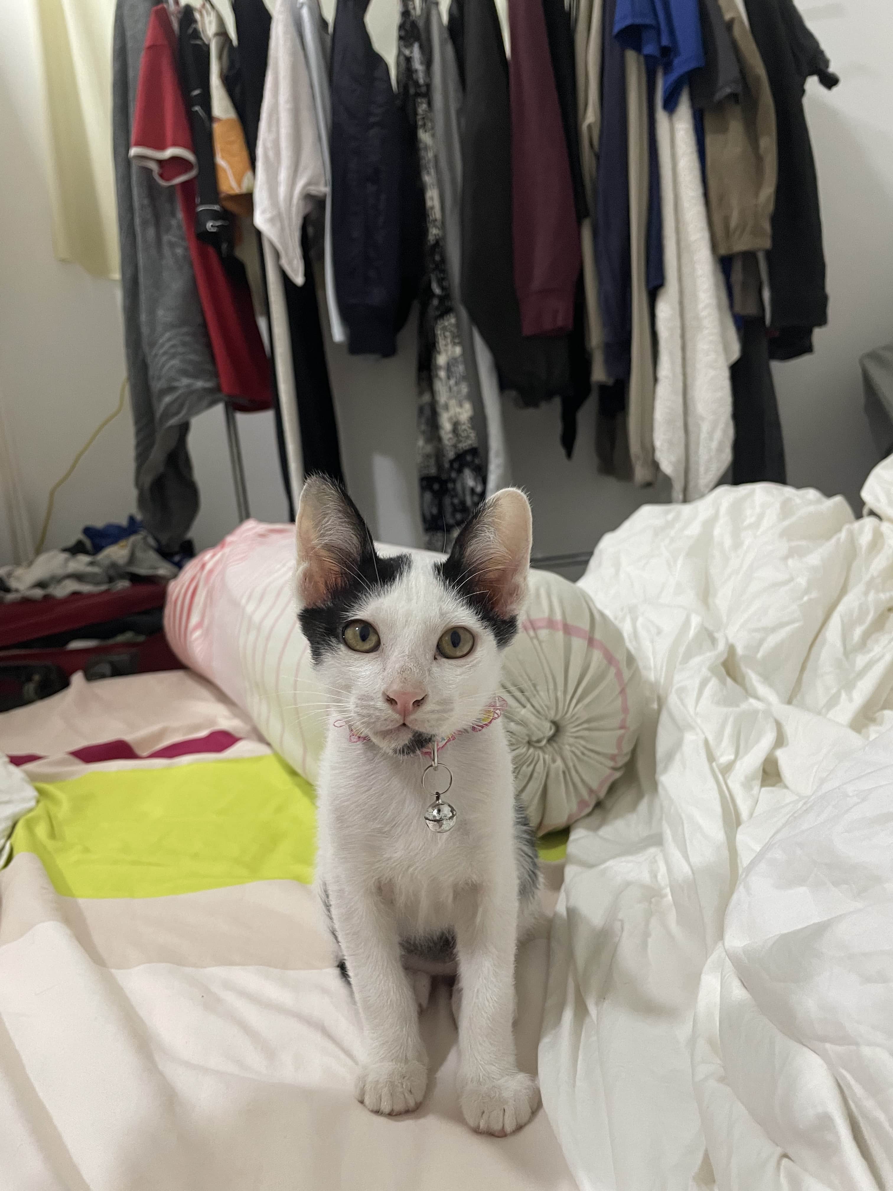 Phobos